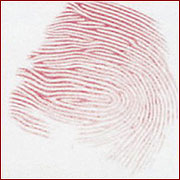 Відбиток пальця Леонардо да Вінчі Відбиток пальця Леонардо да Вінчі