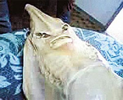 Рибалки поласували азовським монстром