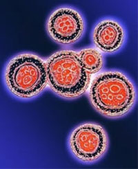 Cryptococcus neoformans може вирощуватися навіть за бортом космічного апарату Cryptococcus neoformans може вирощуватися навіть за бортом космічного апарату