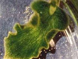 Elysia chlorotica