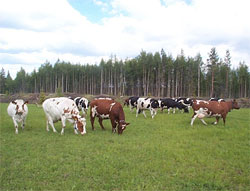 Тваринництво врятує Землю Тваринництво врятує Землю