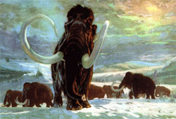 Мамонти мали “антифриз” у крові Мамонти мали “антифриз” у крові