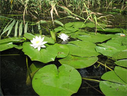 У Британії врятували від вимирання найменше латаття на Землі У Британії врятували від вимирання найменше латаття на Землі