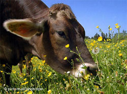 Незалежність від чиновника. Корови самі себе забезпечують дешевою енергією Незалежність від чиновника. Корови самі себе забезпечують дешевою енергією