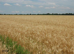 Чи зможе Україна нагодувати світ і що для цього потрібно? Чи зможе Україна нагодувати світ і що для цього потрібно?