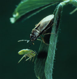 Рослини вміють захищатися від гусені хижими комахами Рослини вміють захищатися від гусені хижими комахами