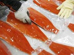 Американцям дозволили їсти модифіковану рибу Американцям дозволили їсти модифіковану рибу