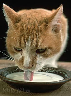 Вчені розкрили таємницю котів Вчені розкрили таємницю котів