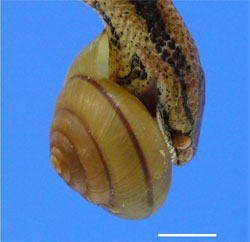 Вчені з’ясували як равлики захищаються від змій Вчені з’ясували як равлики захищаються від змій