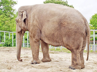 ...а таким - у травні, до початку маніпуляцій із раціоном ...а таким - у травні, до початку маніпуляцій із раціоном