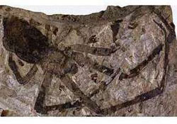 У Китаї виявили останки гігантського павука У Китаї виявили останки гігантського павука