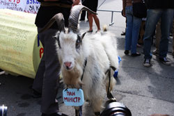 Молодь привела на Банкову цапа на знак протесту проти реформ Табачника Молодь привела на Банкову цапа на знак протесту проти реформ Табачника
