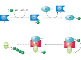 Схема реакції поліубіквітінізаціі. Червоним кольором позначено фермент E3. Ілюстрація з сайту wikipedia.org Схема реакції поліубіквітінізаціі. Червоним кольором позначено фермент E3. Ілюстрація з сайту wikipedia.org