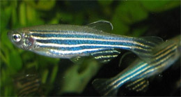 Рибка Даніо-реріо здатна відновлювати деякі частини серця. Науковцям лишилося дослідити механізм, що прихований за цією здатністю Рибка Даніо-реріо здатна відновлювати деякі частини серця. Науковцям лишилося дослідити механізм, що прихований за цією здатністю