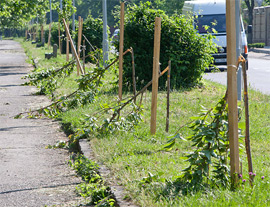 В Ужгороді вандали знову потрощили сакури В Ужгороді вандали знову потрощили сакури