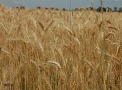 Уряд проФФесіоналів знову кошмарить аграрний ринок Уряд проФФесіоналів знову кошмарить аграрний ринок