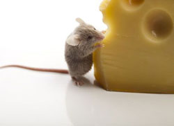 Переможна «сирна» агітвійна під вибори Путіна: за неї платять і українці, і росіяни Переможна «сирна» агітвійна під вибори Путіна: за неї платять і українці, і росіяни