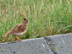 В Україні через заборонену в Європі хімію масово гинуть жайворонки В Україні через заборонену в Європі хімію масово гинуть жайворонки