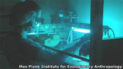 Вченим вдалося розшифрувати геном дівчинки, яка жила 80 тисяч років тому Вченим вдалося розшифрувати геном дівчинки, яка жила 80 тисяч років тому