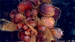 Арктичні молюски здатні змінювати стать Арктичні молюски здатні змінювати стать