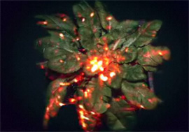 Британські науковці зняли на камеру, як рослини “розмовляють” між собою Британські науковці зняли на камеру, як рослини “розмовляють” між собою