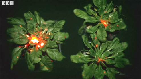 Рослини вміють «розмовляти» між собою. Рослини вміють «розмовляти» між собою.