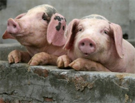 За образу Рогозіна Румунія “сплатить” свинями