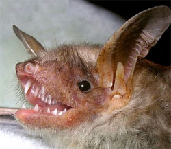 Президент про найважливіше: охорона кажанів - понад усе! Президент про найважливіше: охорона кажанів - понад усе!