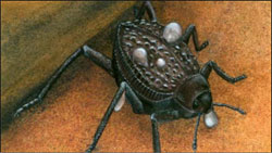 Геніальний жук учить людей добувати питну воду Геніальний жук учить людей добувати питну воду