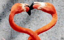 Сайти знайомств стверджують, що здатні підібрати ідеальну пару