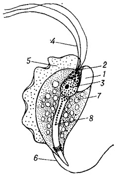 Трихомонада (Trichomonas angusta): 1 — цитостом; 2— базальне тільце; 3 — ядро; 4 — один із передніх жгутиків; 5 — ундуліруюча мембрана; 6 — задній жгутик; 7 — вакуоль; 8 — аксостиль Трихомонада (Trichomonas angusta): 1 — цитостом; 2— базальне тільце; 3 — ядро; 4 — один із передніх жгутиків; 5 — ундуліруюча мембрана; 6 — задній жгутик; 7 — вакуоль; 8 — аксостиль